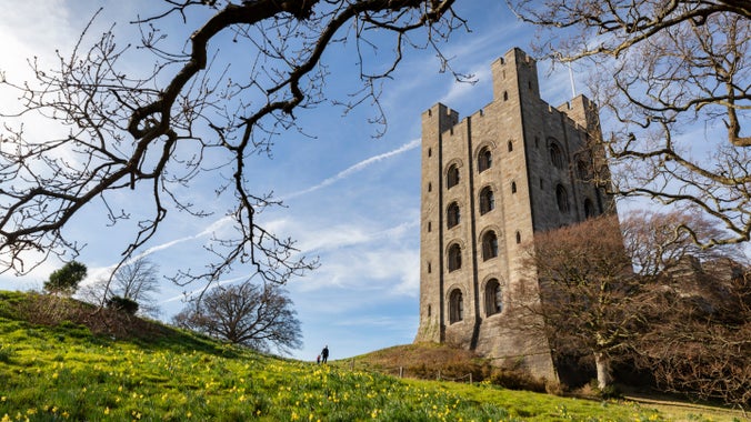 Visitor exploring the park at Penrhyn Castle and Garden, with the castle visible on the right and yellow flowers covering the grass in the foreground.